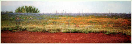 Flora